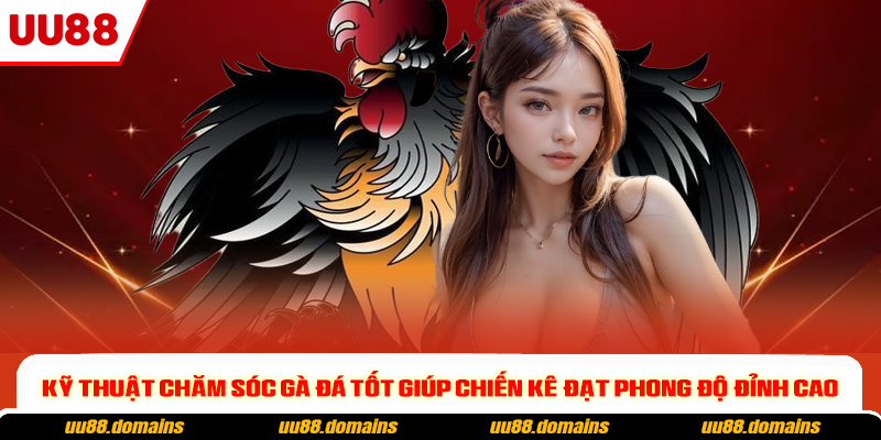 Kỹ thuật chăm sóc gà đá tốt giúp chiến kê đạt phong độ đỉnh cao