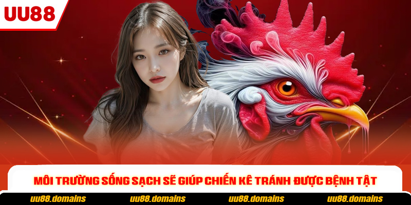 Môi trường sống sạch sẽ giúp chiến kê tránh được bệnh tật