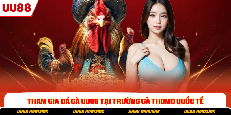 Tham gia đá gà UU88 tại trường gà Thomo quốc tế